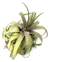 エアープランツ,交配種,ストレプトフィラ交配種 | エアープランツ専門