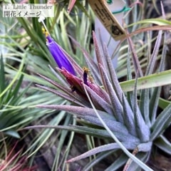 現品) チランジア 'リトルサンダー' (No.21974) | エアープランツ,交配