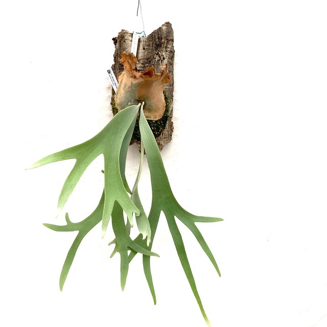 ビカクシダ ウィリンキー ワイルドキャット 現品) コウモリラン ウィリンキー 'ワイルドキャット' (No.40935