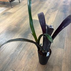 ブロメリア,ビルベルギア | エアープランツ専門店 Branches and Leaves