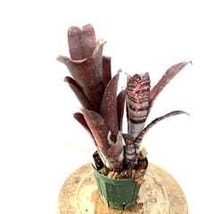 ブロメリア | エアープランツ専門店 Branches and Leaves