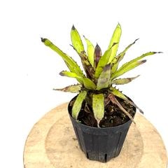 ブロメリア・エアープランツ B. 'Domingos Martins' Original Clone