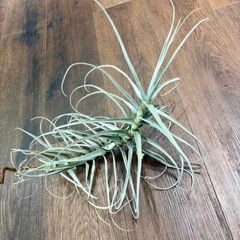 エアープランツ | エアープランツ専門店 Branches and Leaves