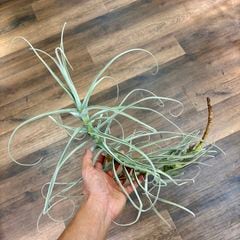 エアープランツ,希少・高級種 | エアープランツ専門店 Branches