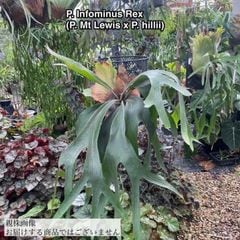 あんちゃん　ビカクシダ Select!! | artPLANTs （アートプランツ）