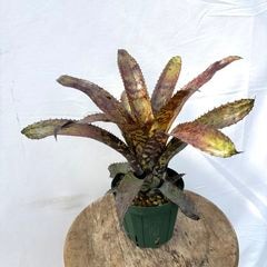 ブロメリア | エアープランツ専門店 Branches and Leaves