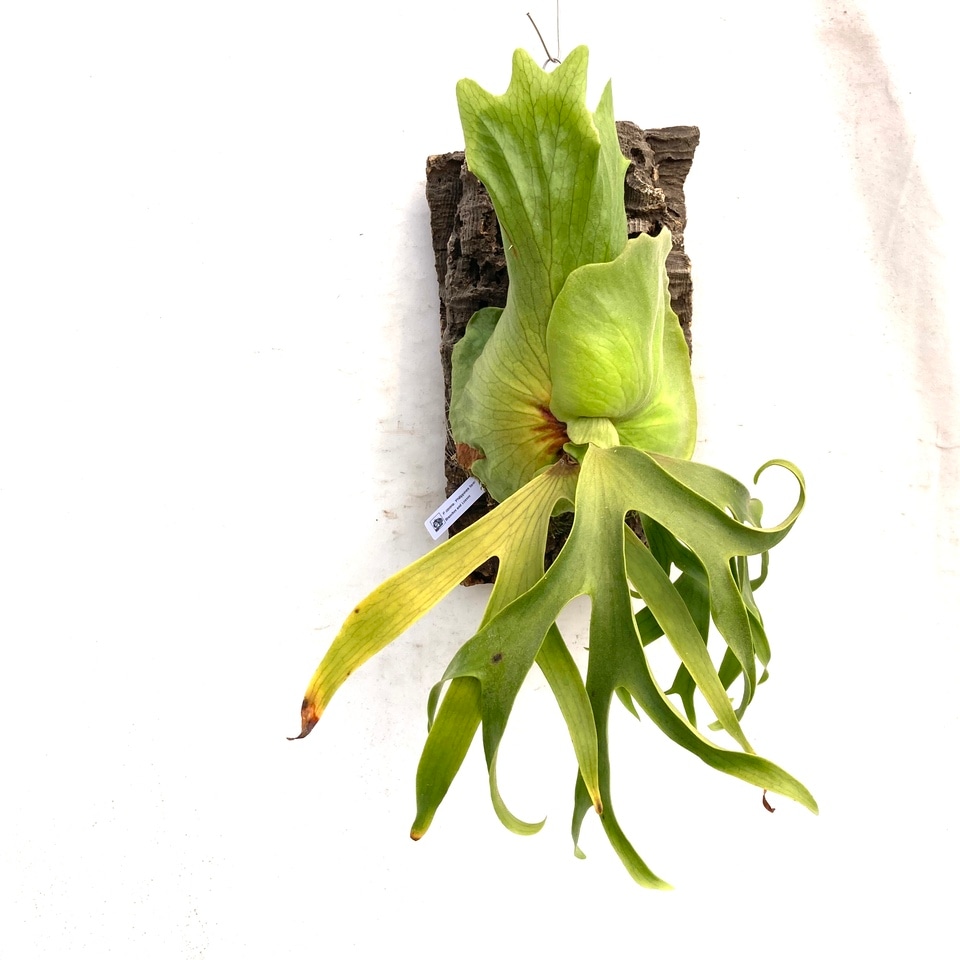 現品) ビカクシダ コロナリウム フィリピネス (No.40949) | ビカクシダ