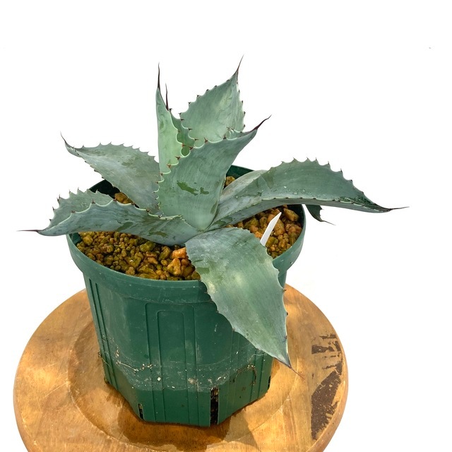 現品) アガベ オバティフォリア (No.62055) | 希少な観葉植物