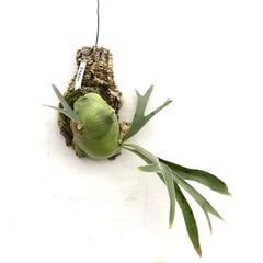 ビカクシダ,交配種 | エアープランツ専門店 Branches and Leaves