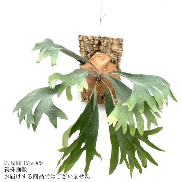 現品) ビカクシダ ヒリー Yot #5 (pup) (No.40960) | ビカクシダ