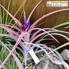 エアープランツ,交配種,イオナンタ交配種 | エアープランツ専門店