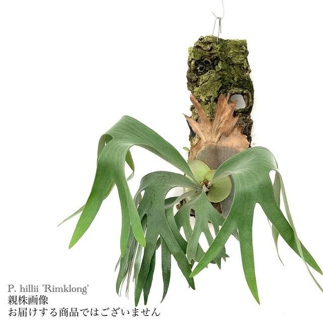 現品) ビカクシダ ヒリー 'リムコン' (pup) (No.40961) | ビカクシダ