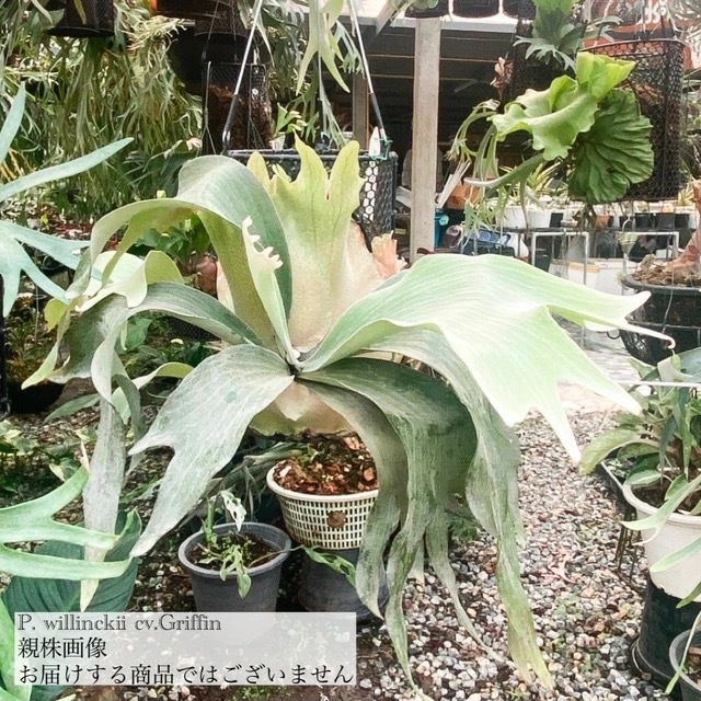 くまろくさん専用ウイリンキー　ビカクシダ img_cache_d_1256591_1_17281760