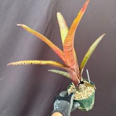 ブロメリア,エクメア | エアープランツ専門店 Branches and Leaves