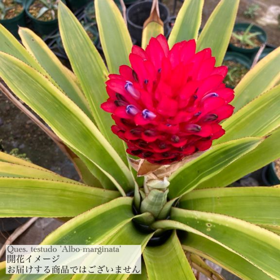 ケスネリア テストゥド アルボマージナータ　1 現品) ケスネリア テストゥド 'アルボマージナータ' (No.62023