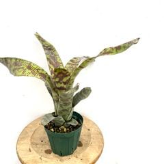 ブロメリア | エアープランツ専門店 Branches and Leaves