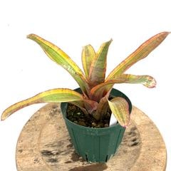 ブロメリア,ネオレゲリア | エアープランツ専門店 Branches and Leaves