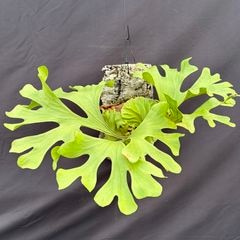 ビカクシダ,リドレイ / コロナリウム / ワリチー | エアープランツ専門