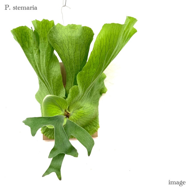 コウモリラン ステマリア 板付(大) | ビカクシダ,エレファントティス