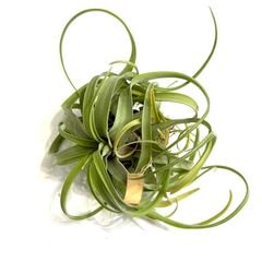 エアープランツ,交配種,ストレプトフィラ交配種 | エアープランツ専門