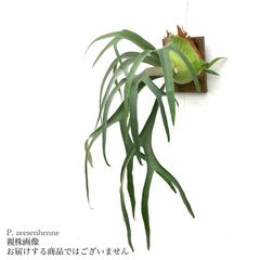 ritv☆ビカクシダ☆特別出品株 楽天市場】ビカクシダ P.'Rydeen'x P.veitchii HFG AUS Mix