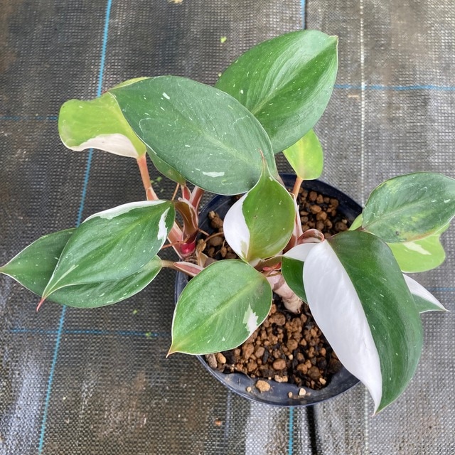 フィロデンドロン ホワイトウィザード3株 ホワイトナイト3株の計6株まとめセット フィロデンドロン ホワイトウィザード3株 ホワイトナイト3株の計