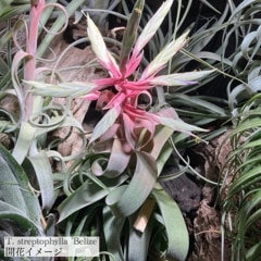 チランジア サントシアエ × ストレプトフィラベリーズ 現品) チランジア ストレプトフィラ ベリーズ (No.21965) | エアー