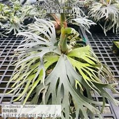 【すー品】ビカクシダアソート ビカクシダ | エアープランツ専門店 Branches and Leaves