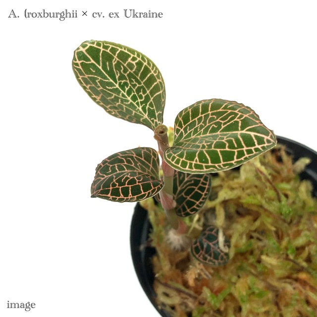 アネクトキルス 交配種 (ロクスバーギー × cv. ex ウクライナ) | 蘭