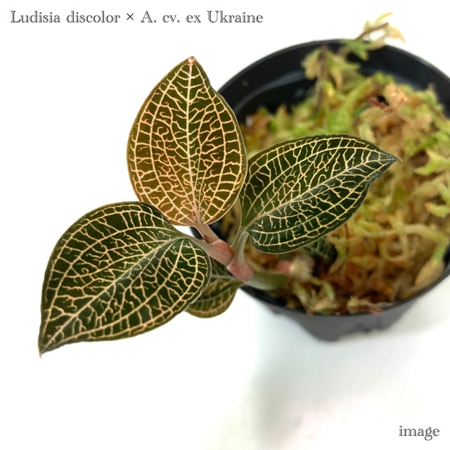 ジュエルオーキッド　アネクトキラス レインワーディー（ディスティンクション） NEW JUNGLE PLANTS 「ジュエルオーキッド」 | AQUA DESIGN AMANO