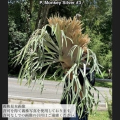 ビカクシダ,交配種 | エアープランツ専門店 Branches and Leaves
