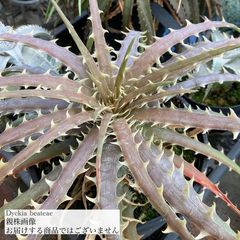 ブロメリア・エアープランツ Dyckia Warren Spineless Dyckia Warren Spineless ブロメリア・エアープランツ