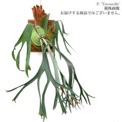 ビカクシダ,ビフルカツム | エアープランツ専門店 Branches and Leaves