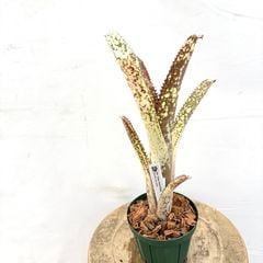 ブロメリア,ビルベルギア | エアープランツ専門店 Branches and Leaves