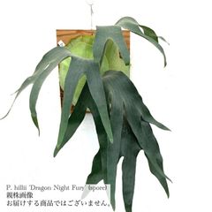 ritv☆ビカクシダ☆特別出品株 楽天市場】ビカクシダ P.'Rydeen'x P.veitchii HFG AUS Mix