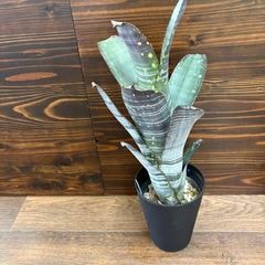ブロメリア | エアープランツ専門店 Branches and Leaves