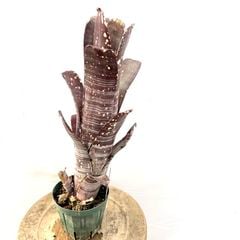 ブロメリア | エアープランツ専門店 Branches and Leaves