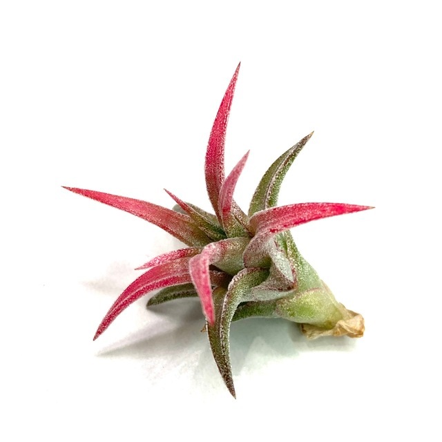 現品) チランジア イオナンタ バンハイニンギー 斑入り (No