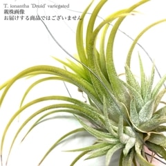 エアープランツ　イオナンタ　確認用 チランジア イオナンタ ハムエムラ Tillandsia ionantha