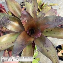ブロメリア・エアープランツ Neoregelia High Voltagde Neoregelia High Voltagde ブロメリア・エアープランツ