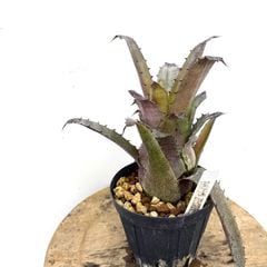 ブロメリア | エアープランツ専門店 Branches and Leaves