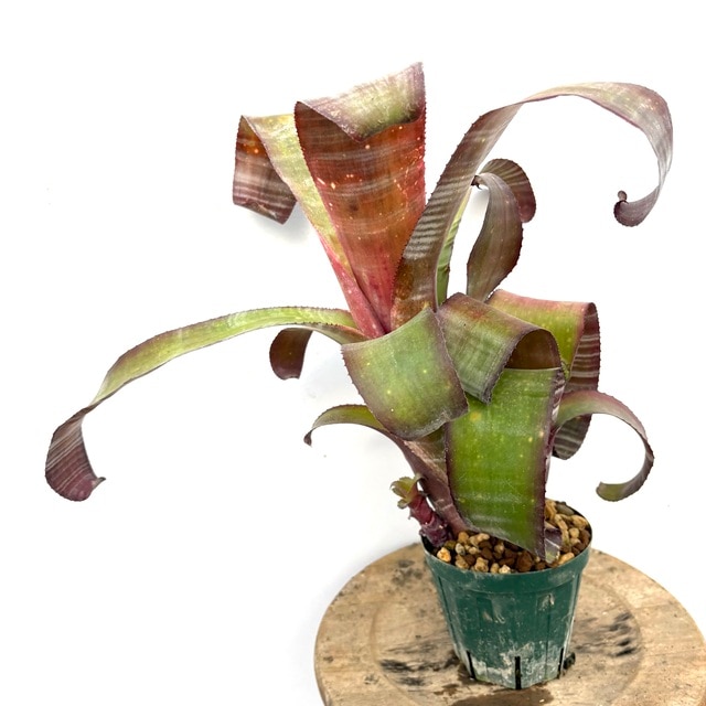 ブロメリア・エアープランツ B. 'Domingos Martins' Original Clone ブロメリア・エアープランツ B. 'Domingos Martins' Original Clone