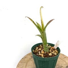 ブロメリア・エアープランツ DJ.ReN ブロメリア・エアープランツ DJ.ReN すべてのエアー プランツを購入