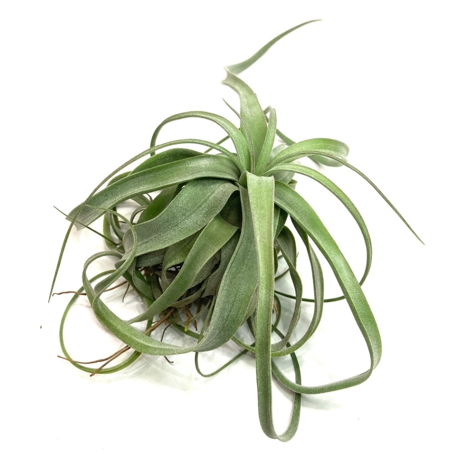 現品) チランジア ストレプトフィラ レッドクローン (No.22020