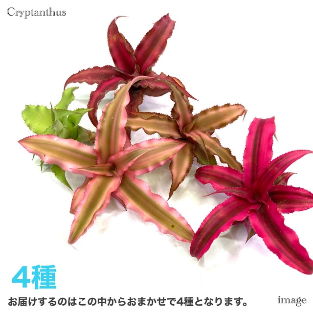 クリプタンサス おまかせ 4種セット | ブロメリア,クリプタンサス