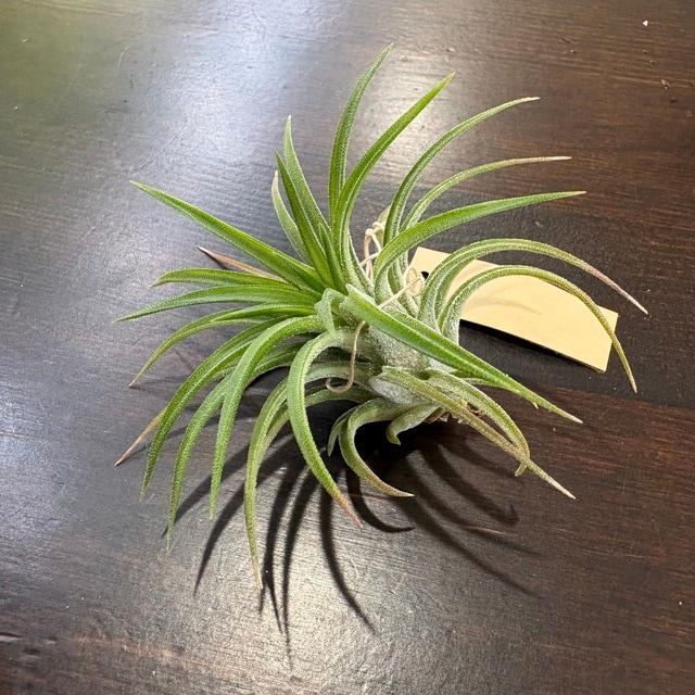 A　２つセット　イオナンタ　バリエガータ　tillandsia チランジア 現品) チランジア イオナンタ バリエガータ 斑入り (No.21210