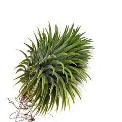 エアープランツ,イオナンタ | エアープランツ専門店 Branches and Leaves