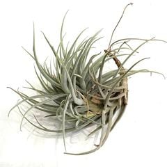 エアープランツ | エアープランツ専門店 Branches and Leaves