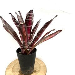 ブロメリア | エアープランツ専門店 Branches and Leaves