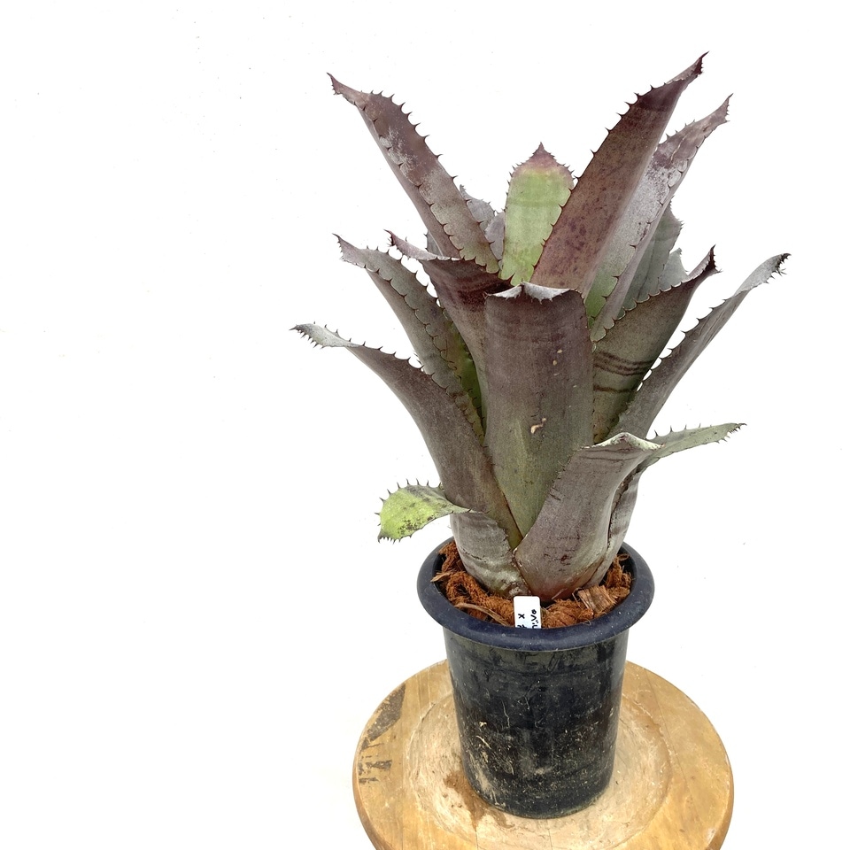 エクメアロベルト